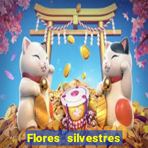 Flores silvestres brasileiras 25